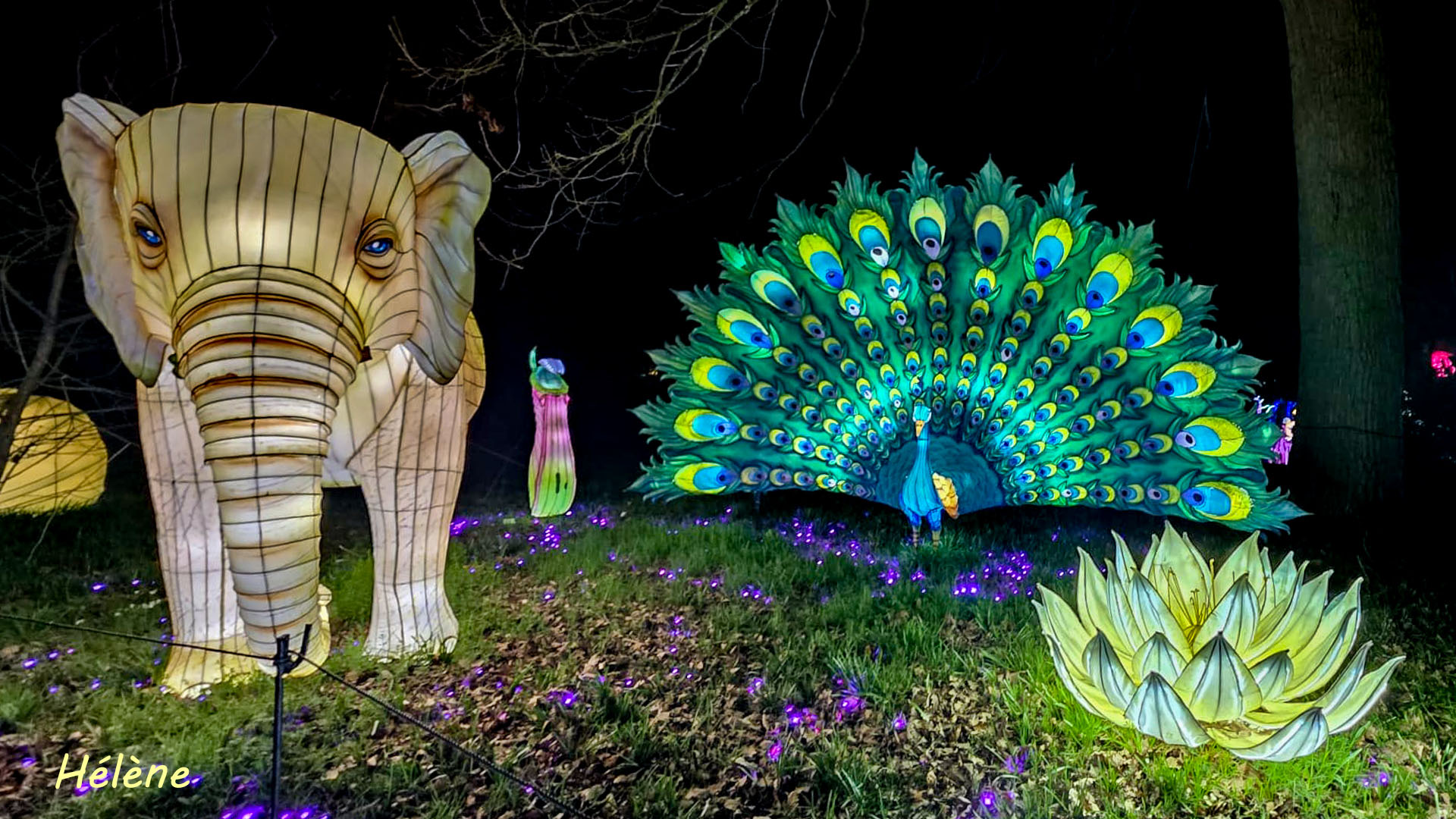 THOIRY -Illumination ,  Lumières sauvages 2025-2026